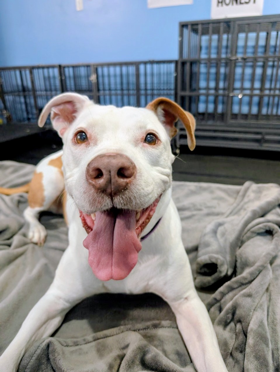 Happy white and brown dog smiling with tongue out on blanket.